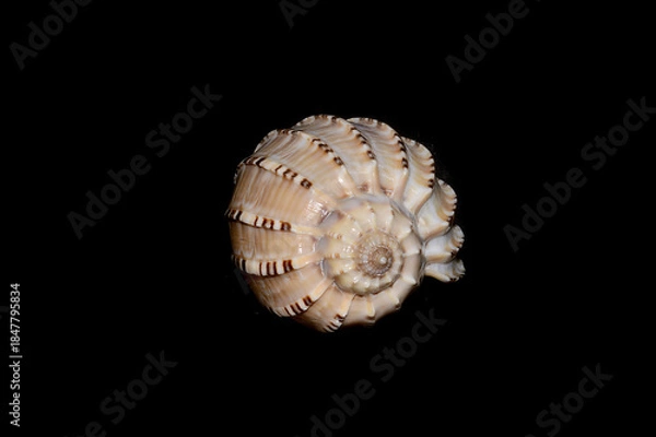 Obraz seashell isolated on white background