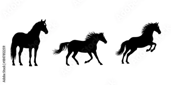Obraz vector silhouette horses on white background