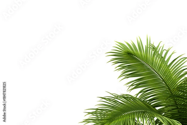 Obraz palm leaf isolated on white background