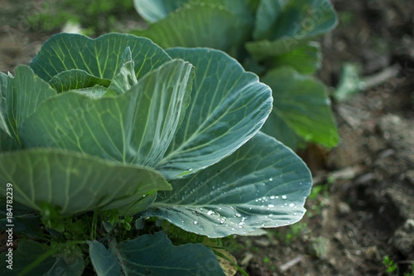 Fototapeta Big fresh cabbage