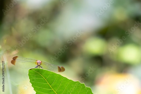 Obraz 葉っぱの上に静かにとまるトンボ　アキアカネをズームアップ