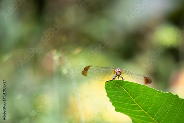 Obraz 葉っぱの上に静かにとまるトンボ　アキアカネをズームアップ