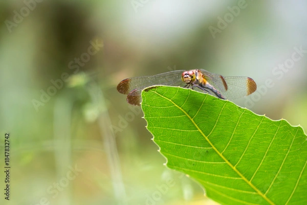 Obraz 葉っぱの上に静かにとまるトンボ　アキアカネをズームアップ