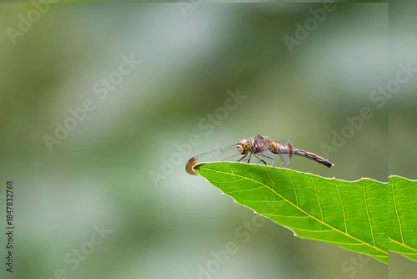 Obraz 葉っぱの上に静かにとまるトンボ　アキアカネをズームアップ