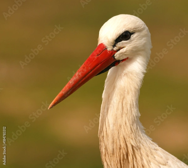 Obraz Elegant white stork