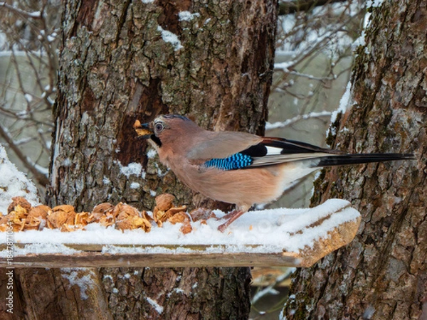 Obraz A jay eats a walnut at a bird feeder