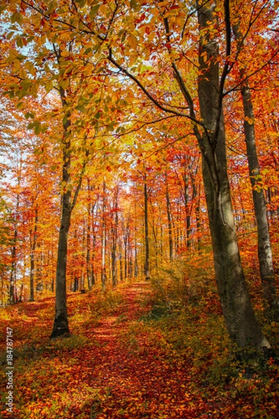 Obraz Autumn trees