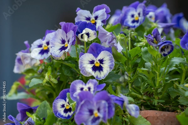 Obraz 玄関の鉢で咲く、春のパンジー