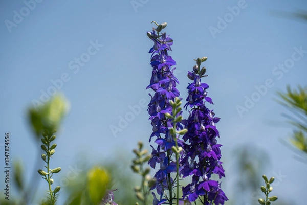 Obraz 初夏の青空を背景に咲くチドリソウ