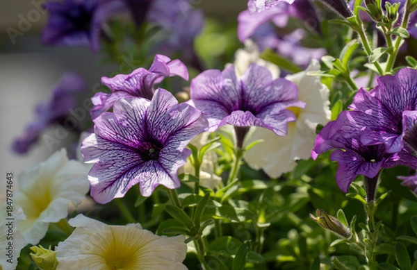 Obraz 初夏の鉢の中で咲くペチュニアの花