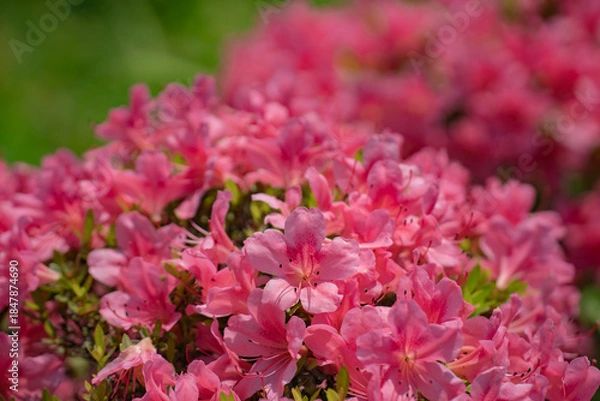 Obraz 初夏、満開のツツジ