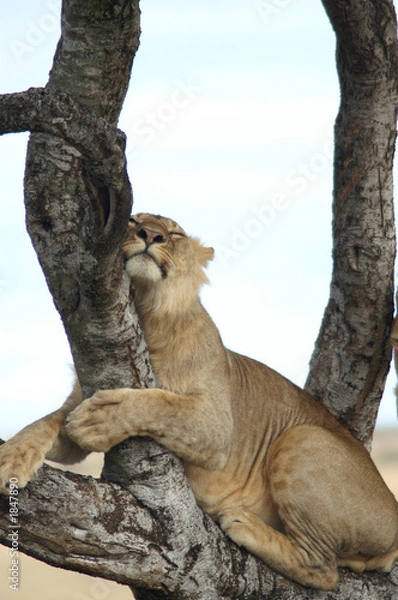 Obraz spanie na drzewie