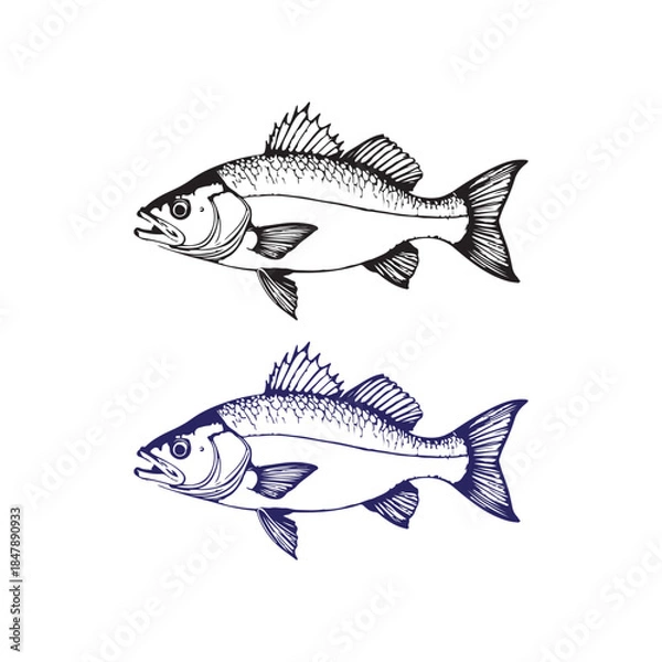Obraz fish isolated on white background