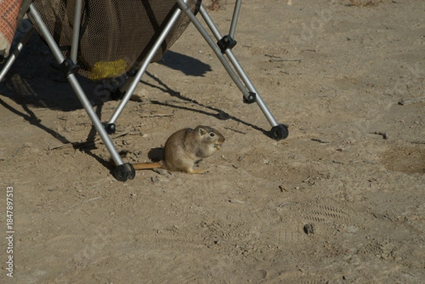 Obraz A small field mouse in the wild