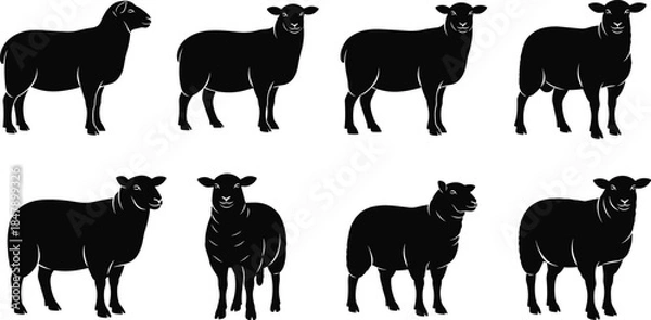 Obraz Sheep silhouette vector set, farm animal collection, black isolated icons on white background, livestock illustration for agriculture, wool and mutton logo design.
