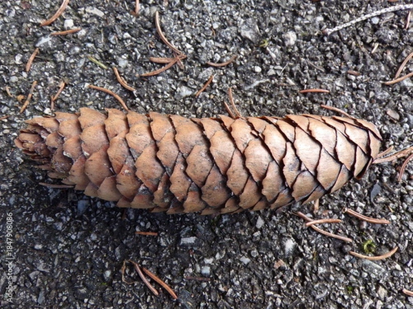 Obraz pine cones on the ground
