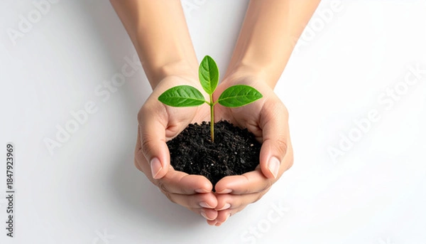 Obraz young plant in hands