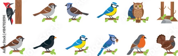 Fototapeta Bird illustrations set