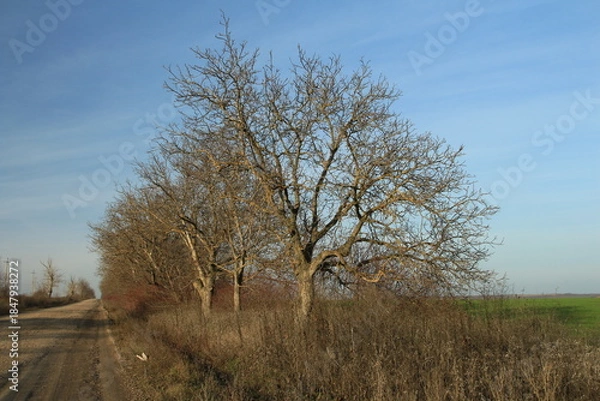 Fototapeta A road with trees on either side