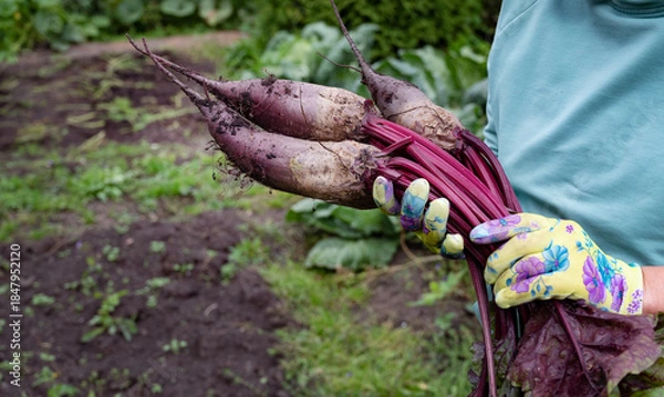 Obraz Freshly harvested beets held by a gardener in a backyard garden during late summer