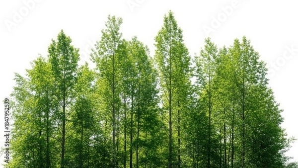 Fototapeta Dense Row of Lush Green Deciduous Trees Against White Background forest