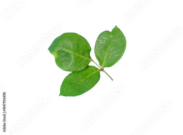 Obraz Green rose leaves isolated on transparent background