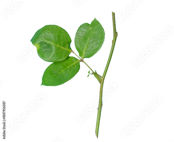 Obraz Green rose leaves isolated on transparent background