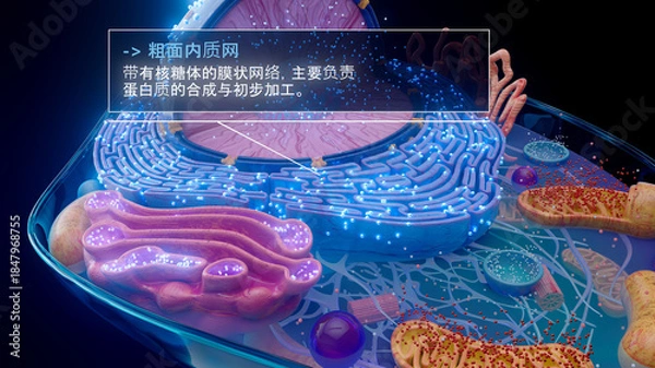 Fototapeta 中文粗面内质网与核糖体的 3D 插图