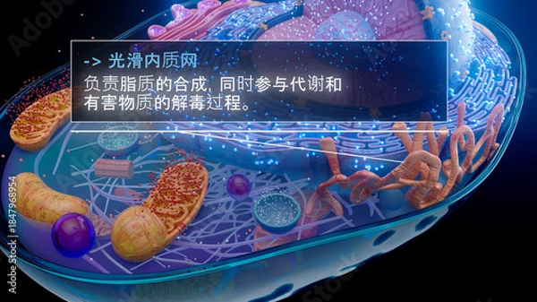 Fototapeta 中国人光滑内质网产生脂质的 3D 图示