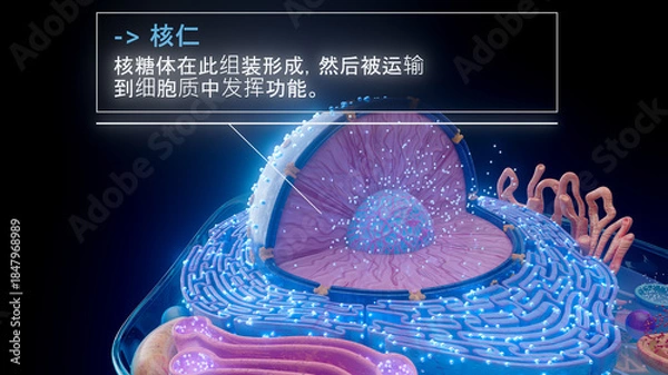 Fototapeta 中文细胞核内核仁的 3D 插图