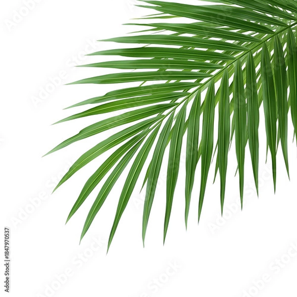 Obraz tropical palm leaf 