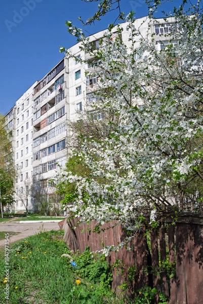 Obraz Spring apartment building with blooming white trees