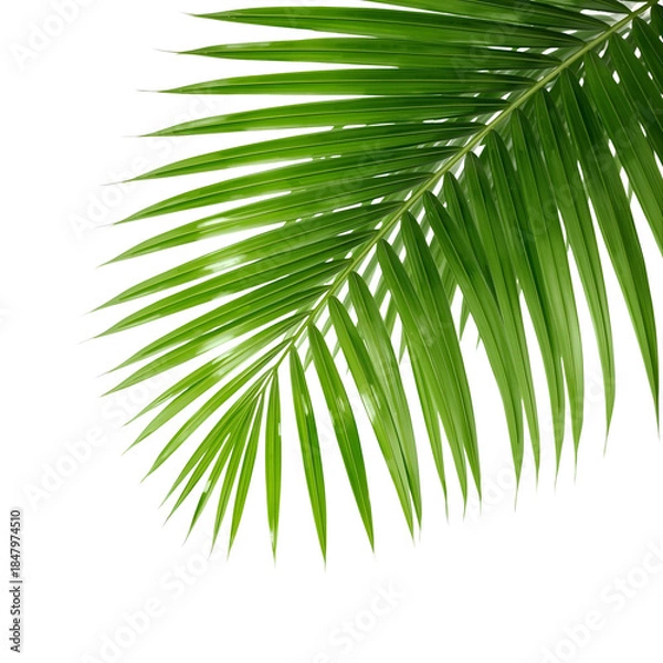 Obraz tropical palm leaf 