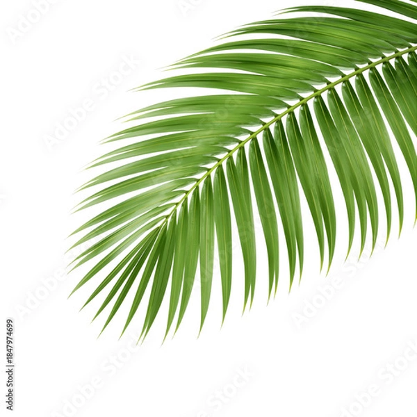 Obraz tropical palm leaf