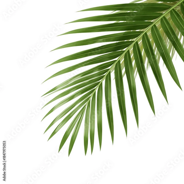 Obraz tropical palm leaf 