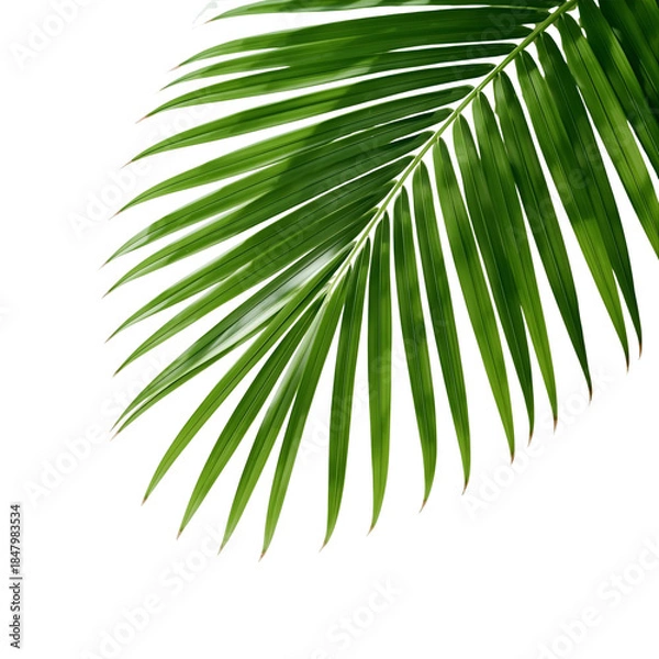 Fototapeta tropical palm leaf 