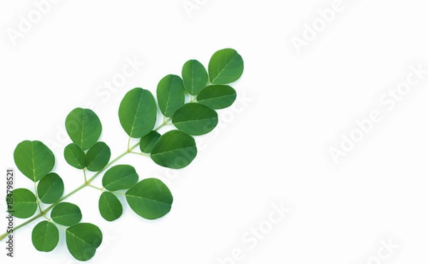 Obraz Moringa leaves on a white background.