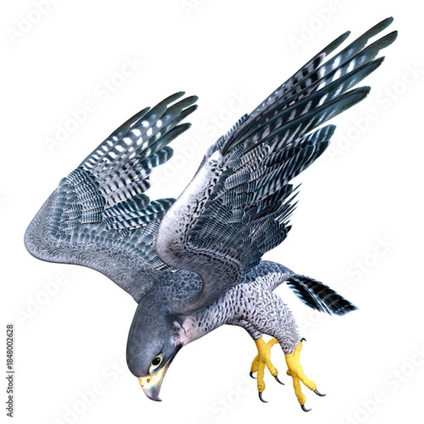 Obraz 3D Rendering Falcon Bird on White