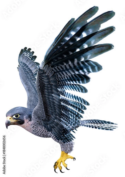 Obraz 3D Rendering Falcon Bird on White