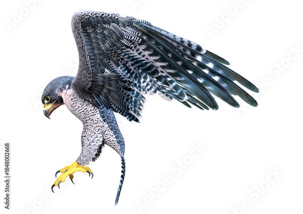 Obraz 3D Rendering Falcon Bird on White