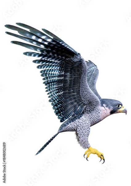 Obraz 3D Rendering Falcon Bird on White