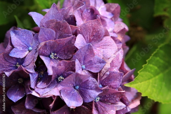 Obraz 雨がありのアジサイ