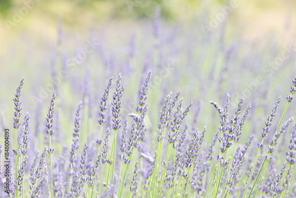 Obraz 全盛期のラベンダー