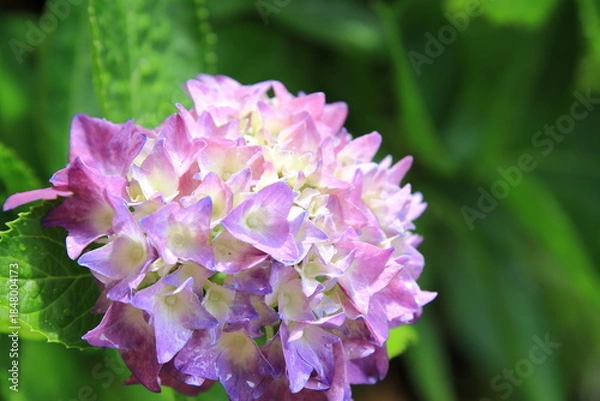 Obraz 全盛期のアジサイ