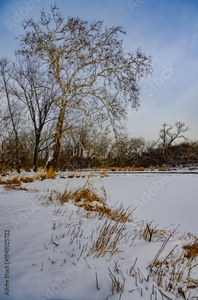 Obraz 631-12 Sycamore Winter