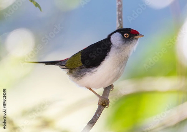 Obraz Small Tropical Bird on Thin Branch