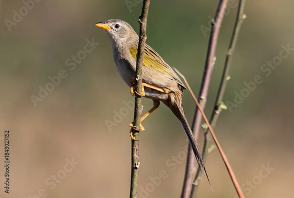 Obraz Bird with Long Tail on Twig