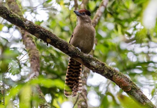 Obraz Brown Bird with Long Tail on Tree