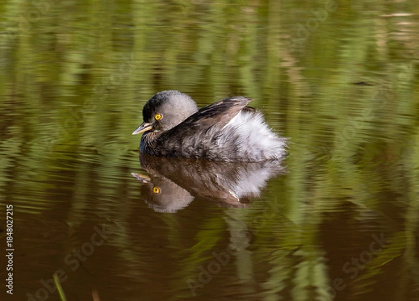 Obraz least grebe swimming