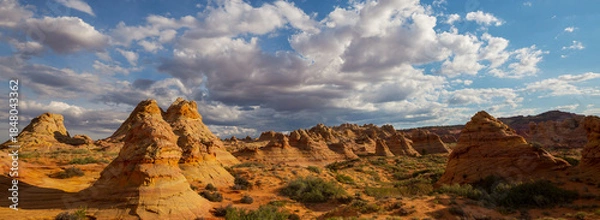 Fototapeta South coyote